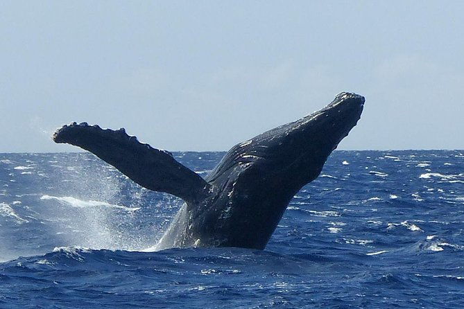 whalewatch-deluxe-tour-from-maalaea-harbor-2