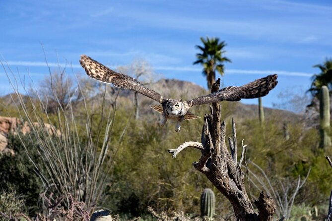 when-nature-calls-exploring-the-sonoran-desert