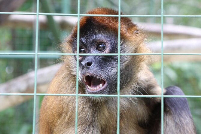 wildlife-rescue-center-tour-in-costa-rica