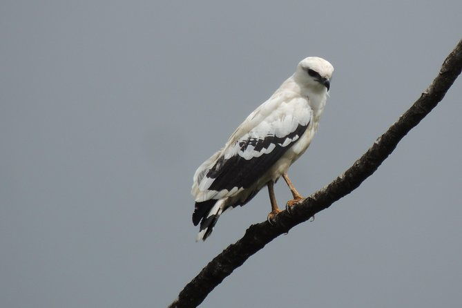 wildlife-safari-boat-tenorio-excellent-bird-watching-tour