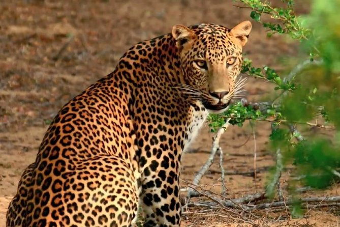 wilpattu-national-park-private-jeep-safari-from-colombo-negombo