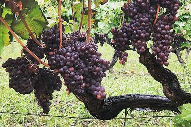 wine-and-lunch-tour