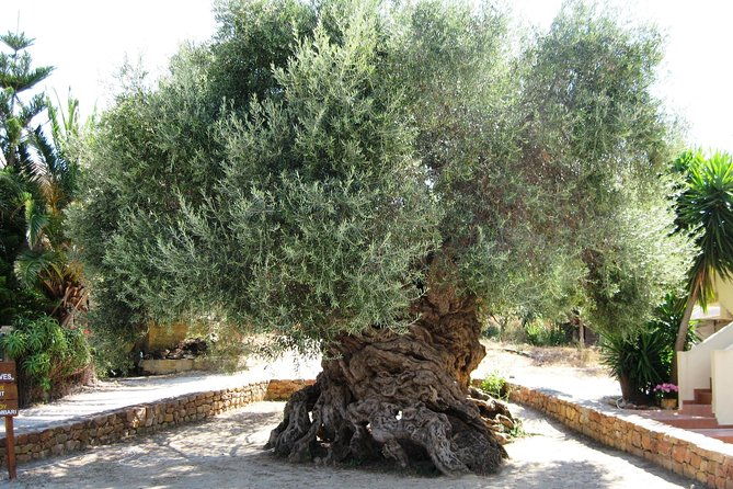 wine-beer-olive-oil-tasting-private-tour-price-per-group-of-6