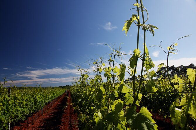 wine-tasting-experience-at-the-organic-winery-in-sisan