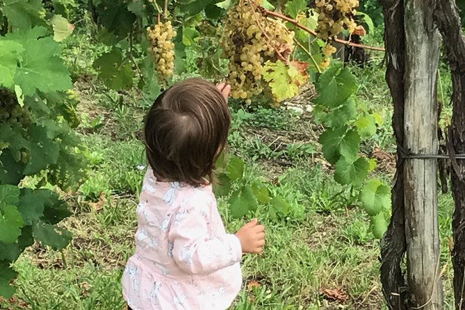 wine-tour-whit-wine-tasting-2