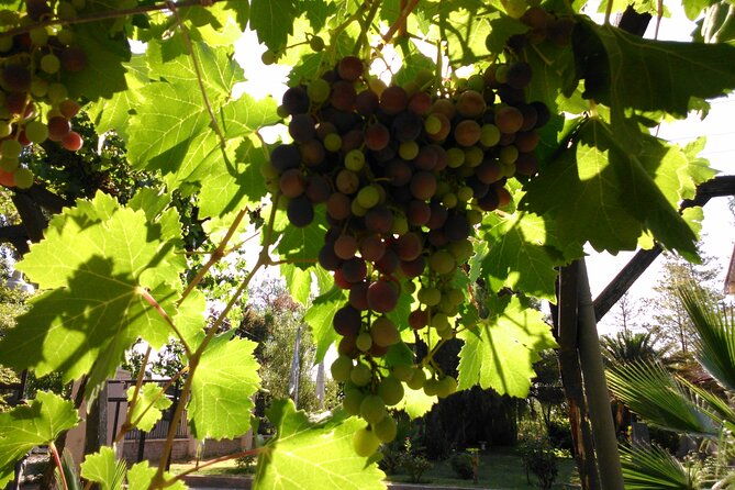 wine-tour-with-lunch