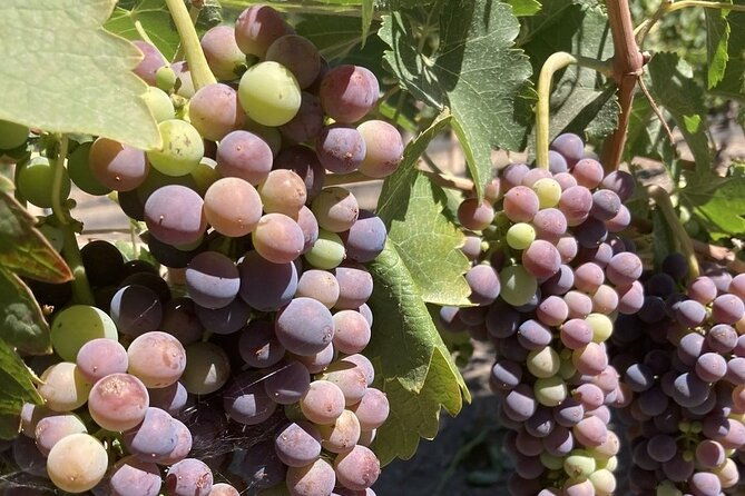 wine-tours-of-the-santa-ynez-valley