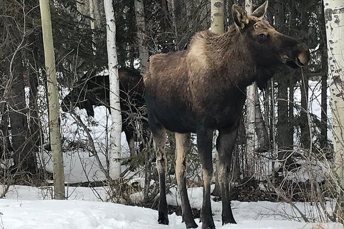 winter-anchorage-all-around-city-tour