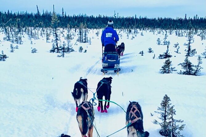 winter-dog-sledding-in-knik-alaska