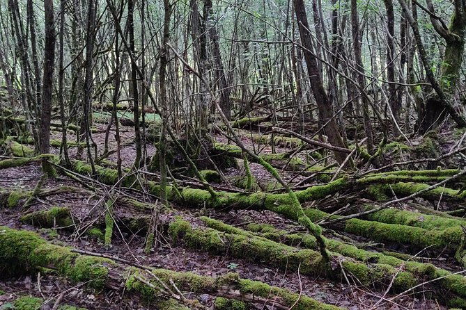 world-war-1-walk-through-trenches-and-bunkers
