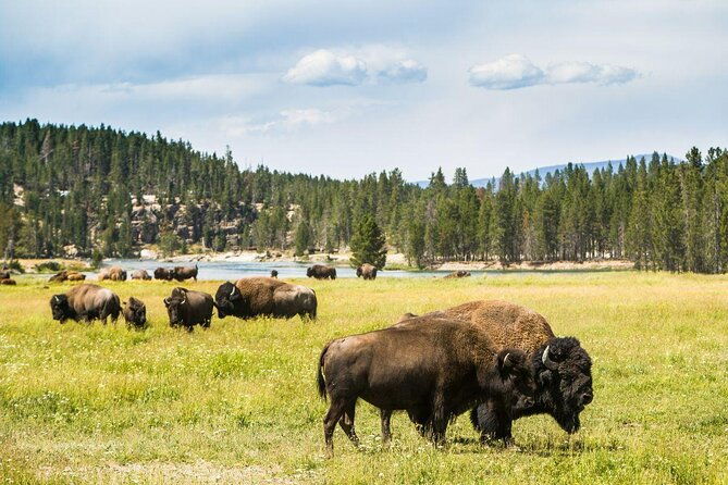 yellowstone-full-day-upper-loop-with-wildlife-adventure-w-lunch