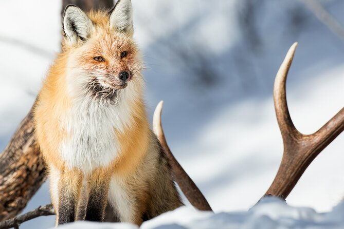 yellowstone-full-day-winter-tour-with-optional-hike-or-snowshoe