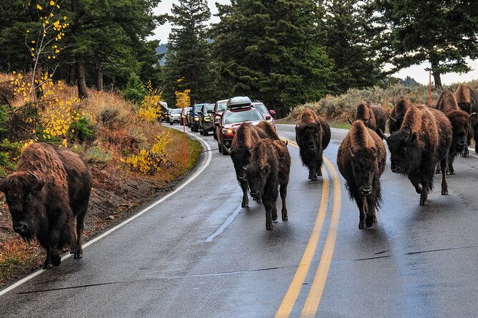 yellowstone-grand-teton-and-hot-springs-small-group-5-day-tour