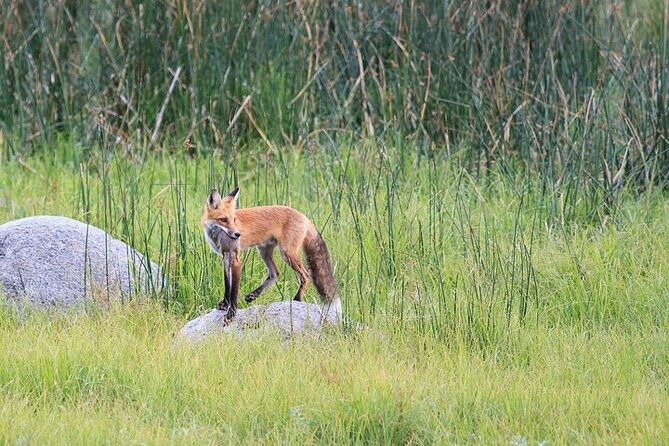 yellowstone-grand-teton-natl-parks-day-tour-private-tour