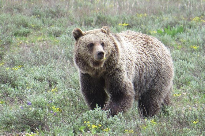 yellowstone-national-park-private-upper-loop-tour-from-west-yellowstone