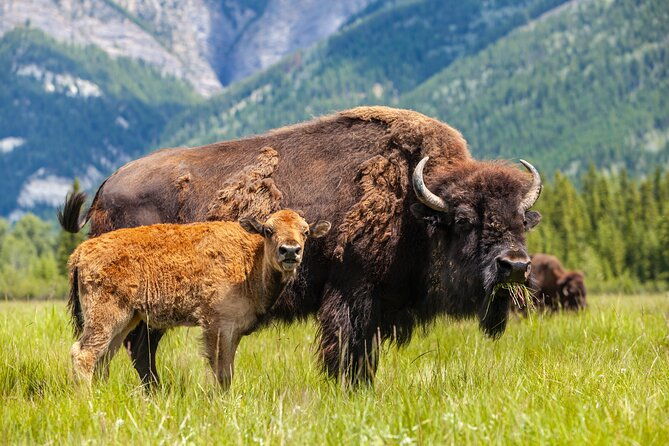 yellowstone-private-guided-tour-2