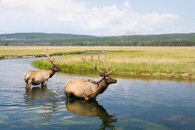 yellowstone-wildlife-safari-in-lamar-valley-from-bozeman