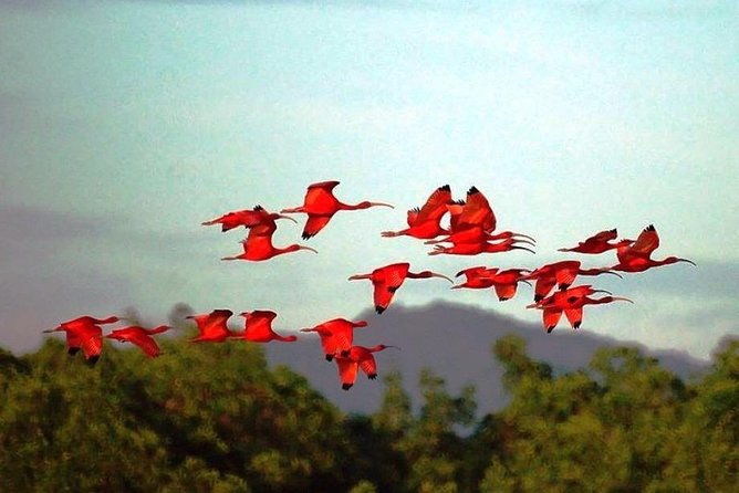 yerette-home-of-the-hummingbird-and-caroni-wildlife-tour