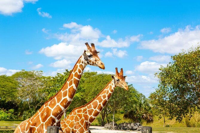 zoo-miami-ticket-with-optional-upgrade