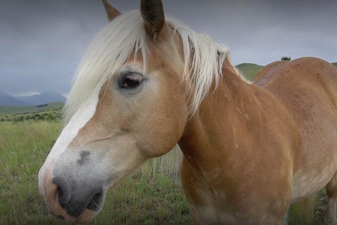 1-hour-indoor-activity-horsemanship