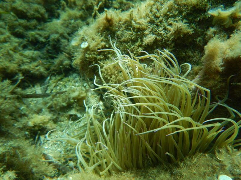 1-hour-snorkeling-tour-in-paraggi-bay-portofino