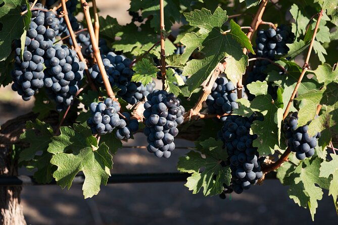 1-hour-wine-tasting-and-pepa-de-oro-chocolates-experience