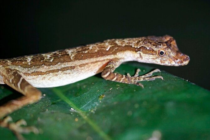 10-day-the-search-for-el-dorado-by-amazon-explorer-iquitos