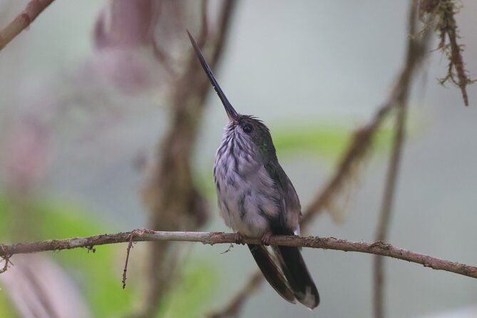 10-days-birding-photo-tour-from-andes-to-amazon-of-ecuador