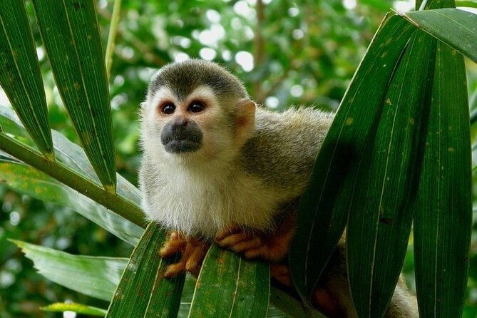 13-days-essential-costa-rica-with-extension-to-manuel-antonio-beach-san-jose