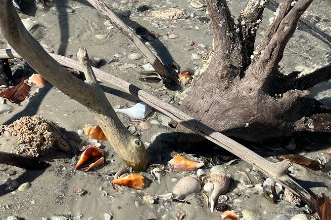 10000-islands-shelling-trip-marco-island-fl