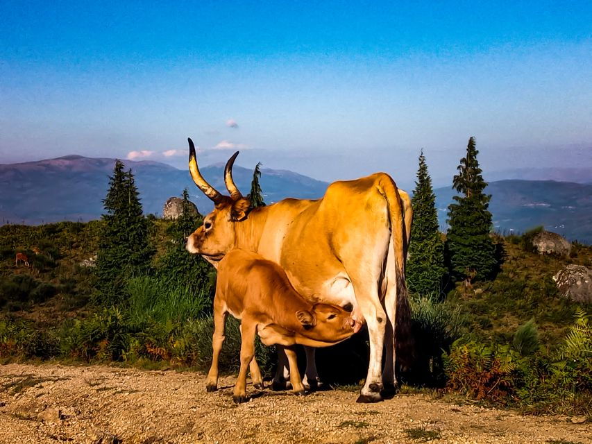 2h-buggy-tour-arcos-de-valdevez-peneda-geres-3