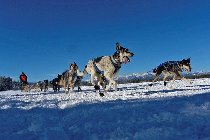 6 Day Winter Wonderland Tour in Yellowstone National Park
