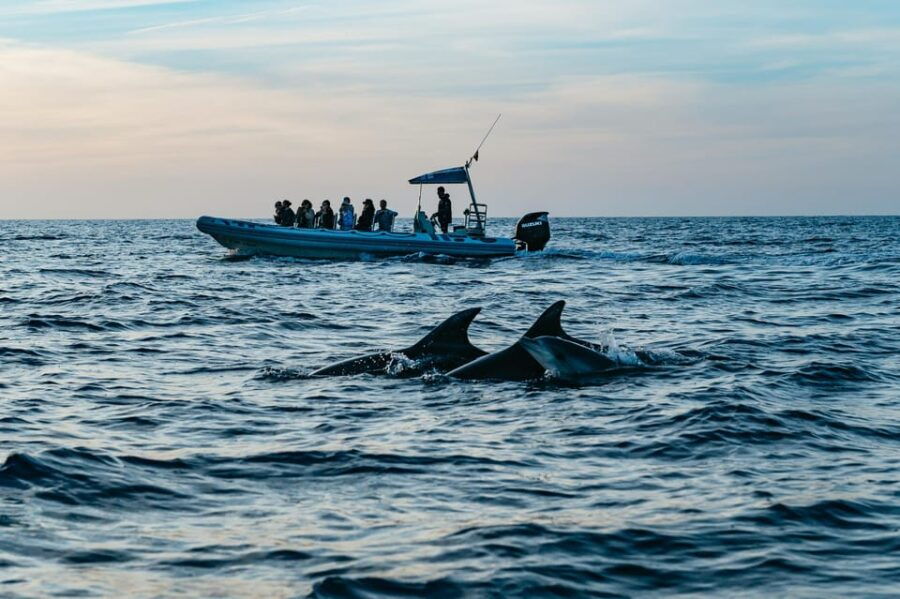 alcudia-or-can-picafort-sunrise-dolphin-watching-cruise