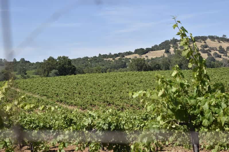 amador-county-wine-tasting-tour-private-tour-1-to-14-group