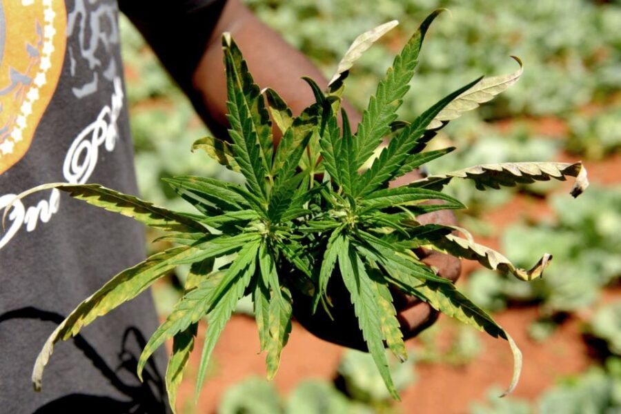 amsterdam-green-scene-a-private-cannabis-tour