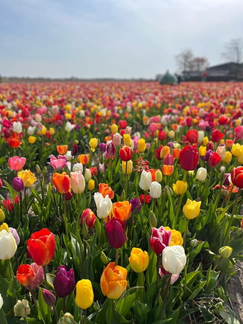 amsterdam-keukenhof-and-tulip-fields-private-day-trip