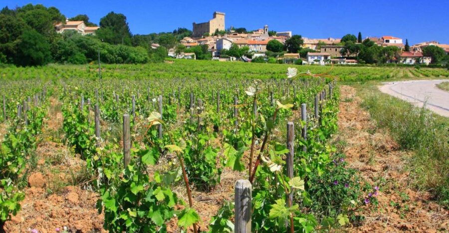 avignon-full-day-wine-tour-around-chateauneuf-du-pape