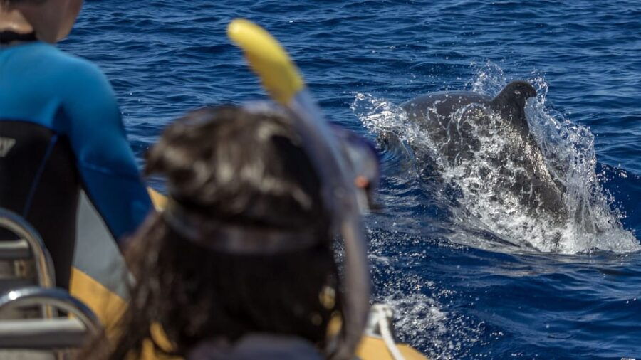 Azores: Swim With Dolphins Atlantic Experience