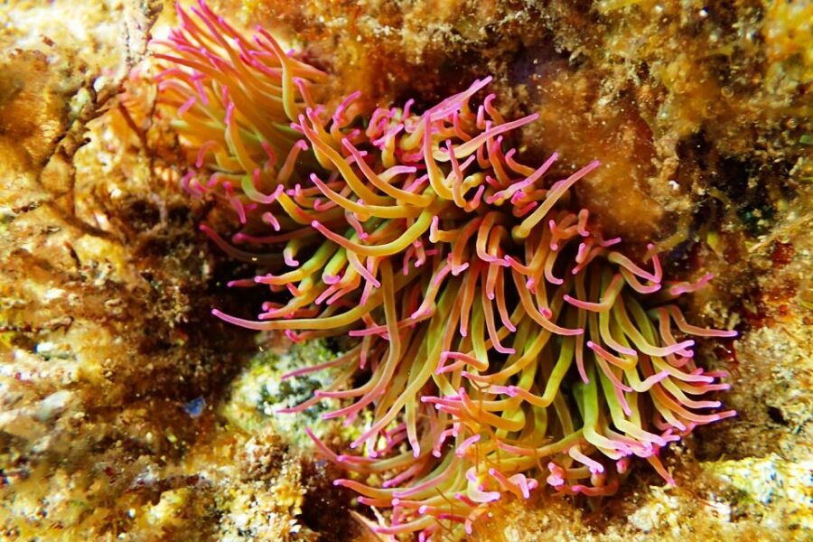 barcelona-costa-brava-kayak-snorkel-cliff-jump-lunch