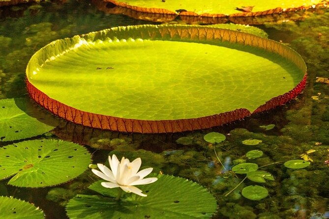 belem-marajo-island-private-multi-day-tour