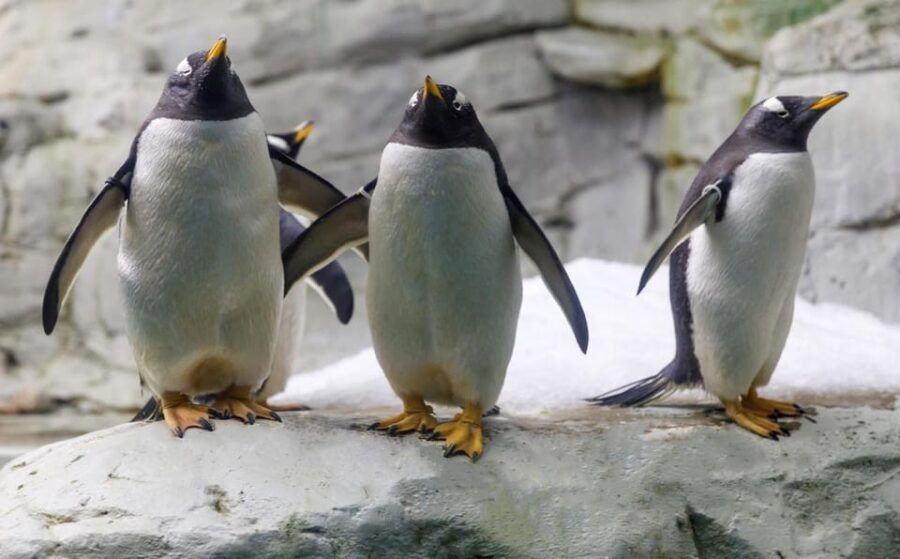 benalmadena-selwo-marina-admission-ticket