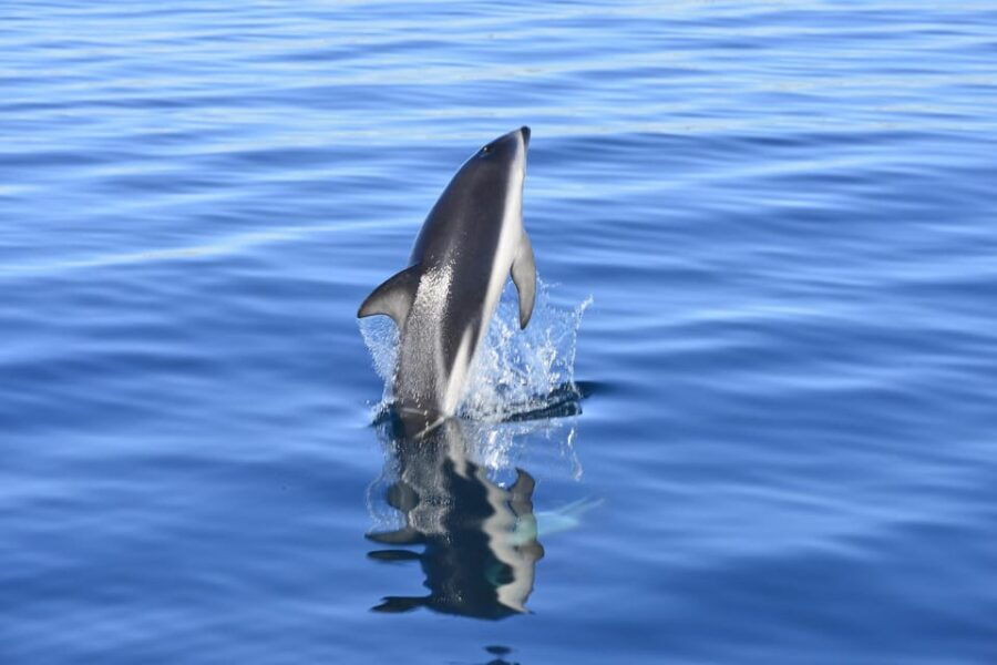 best-tour-to-peninsula-valdes