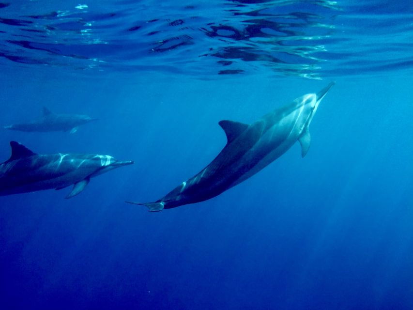 big-island-kealakekua-bay-captain-cook-marine-life-tour