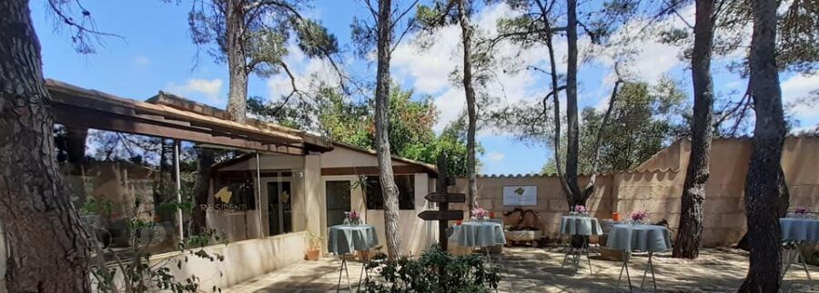 binissalem-individual-vineyard-tour-and-wine-tasting