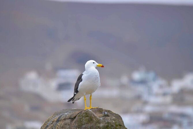 birdwatching-landscaping-tour-in-lima