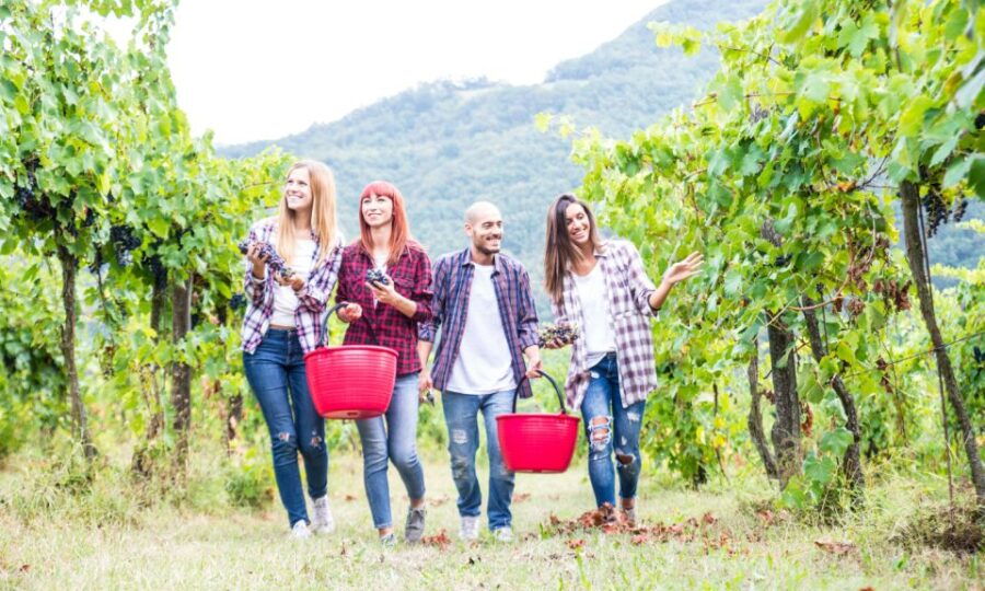 boscotrecase-vesuvius-wine-tasting-tour-with-lunch