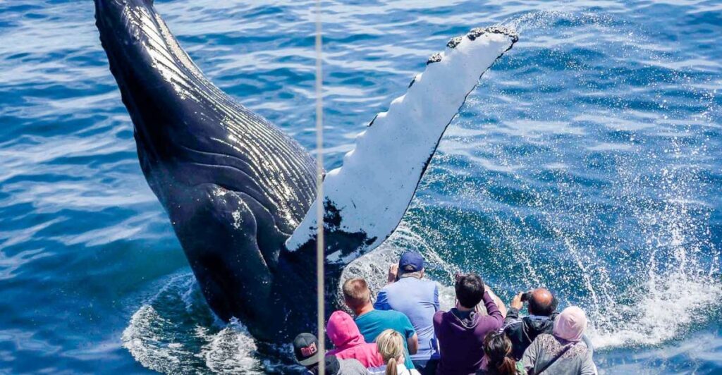 Boston: Whale Watching Catamaran Cruise