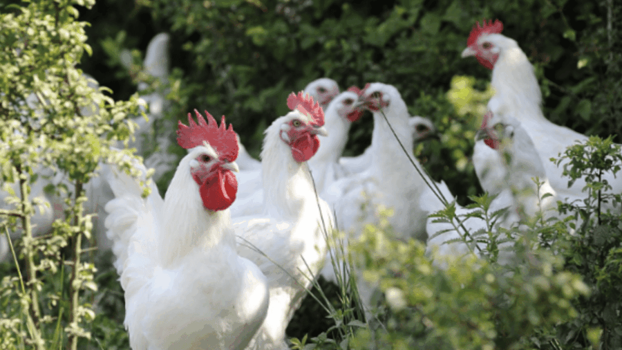 bourg-en-bresse-gourmet-food-walking-tour