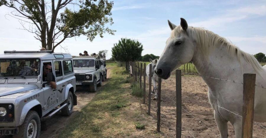 camargue-safari-from-saintes-maries-de-la-mer
