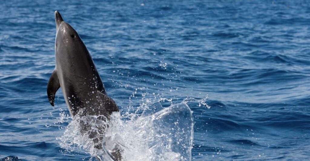 Cape May: 2-Hour Dolphin Watching Cruise